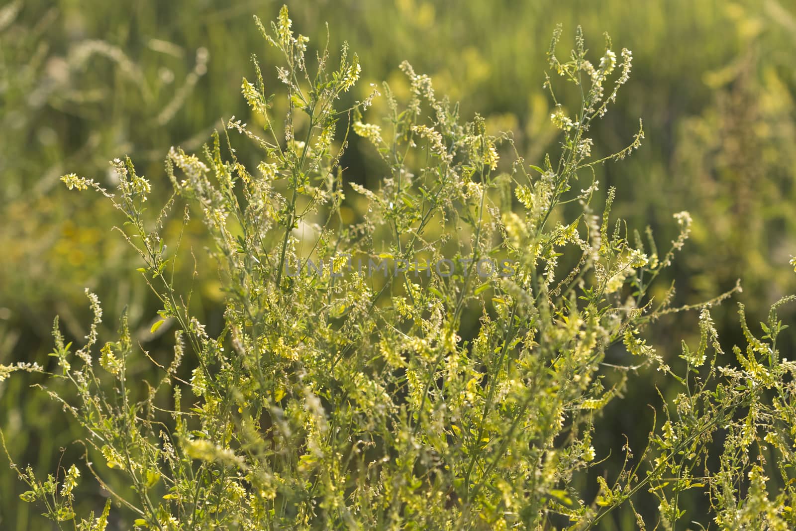 Summer Greenery by bkenney5@gmail.com