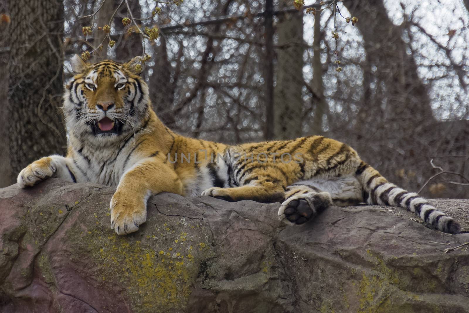 A tiger in captivity on a warm day.