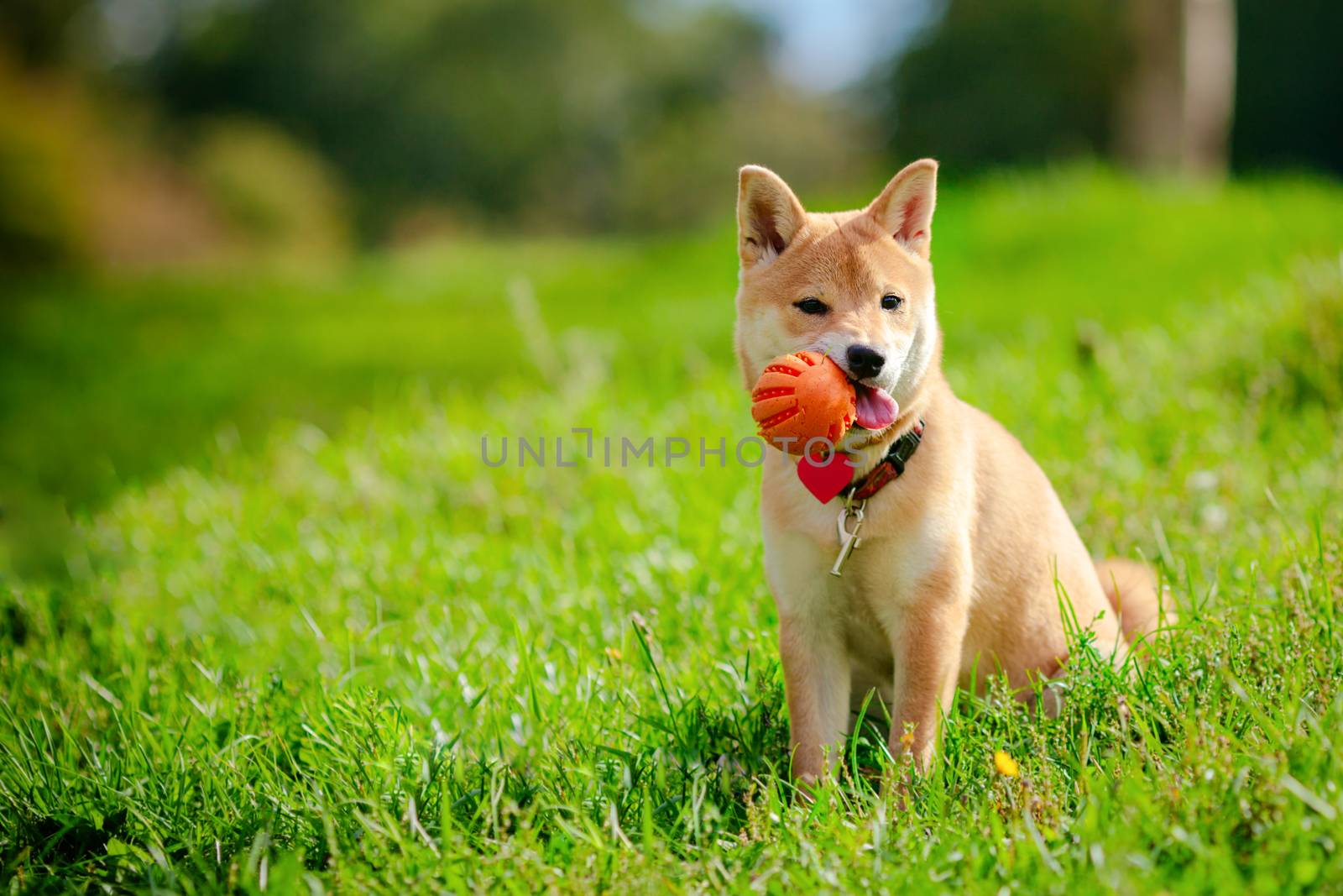 A young shiba inu playing with a ball in green garden by supercat67