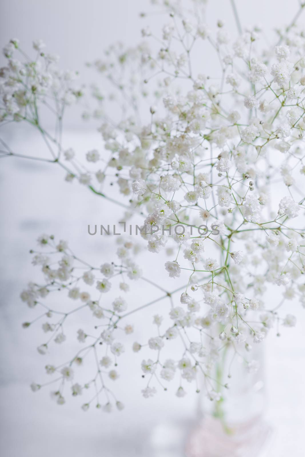 A white flowers of Gypsophila on a white background.