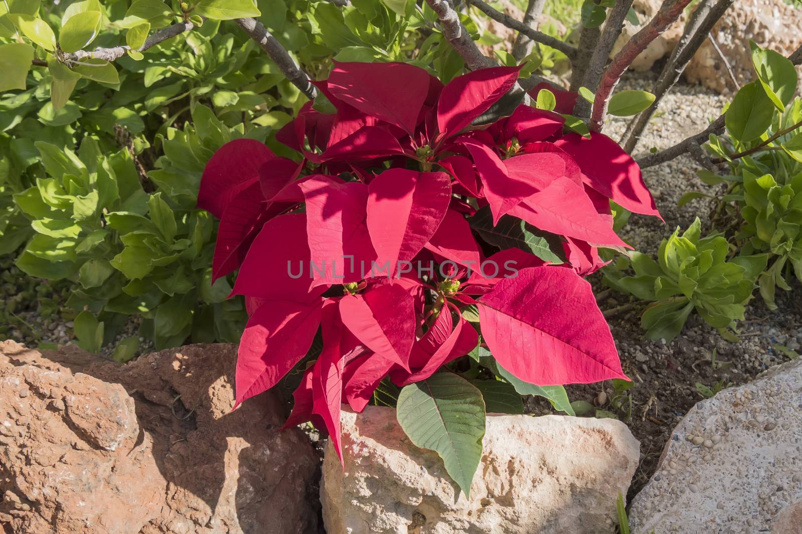 Poinsettia in the garden