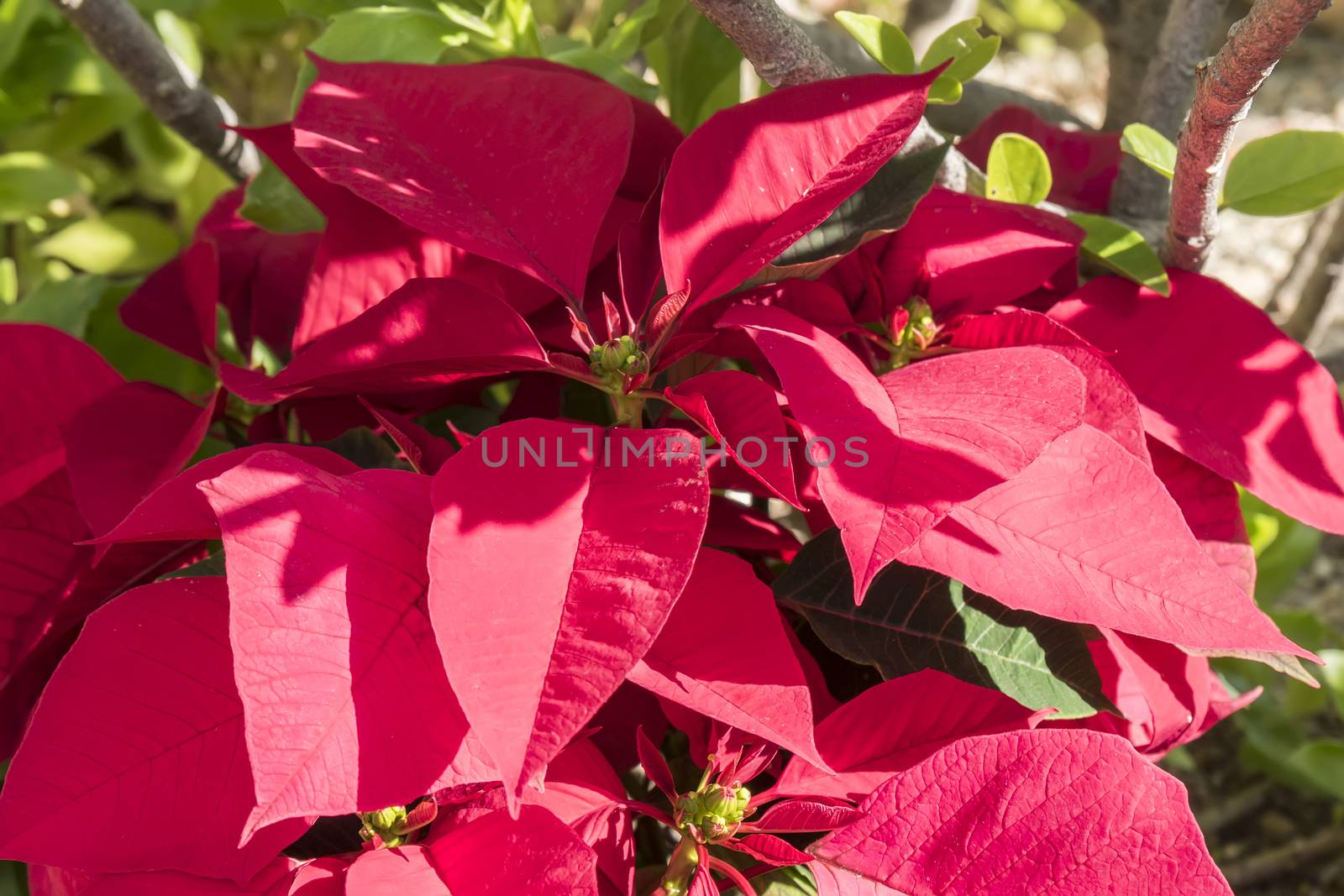 Poinsettia in the garden