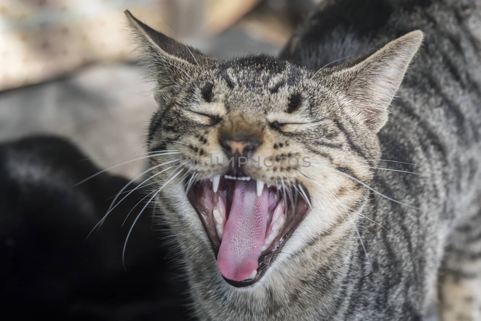 Cat meowing, mouth open