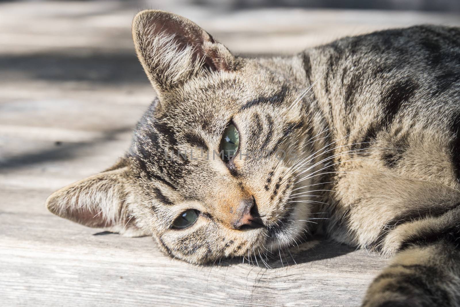 Cat lying down resting in the sun