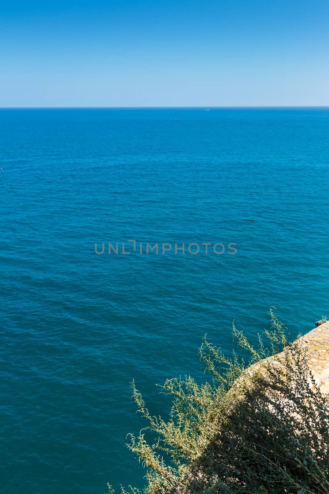 Plant on the coast cliff with the sea in the background. Vertical image.