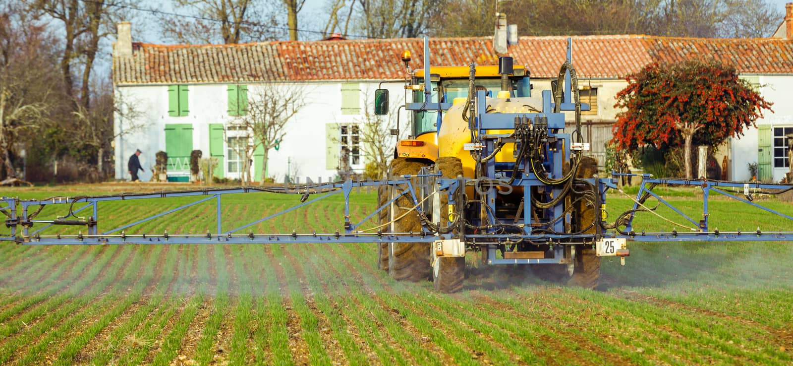 Tractor spraying wheat field with sprayer
