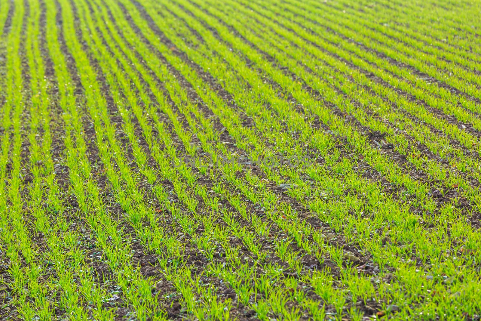 green shoots of wheat on farmer field in spring. agricultural background