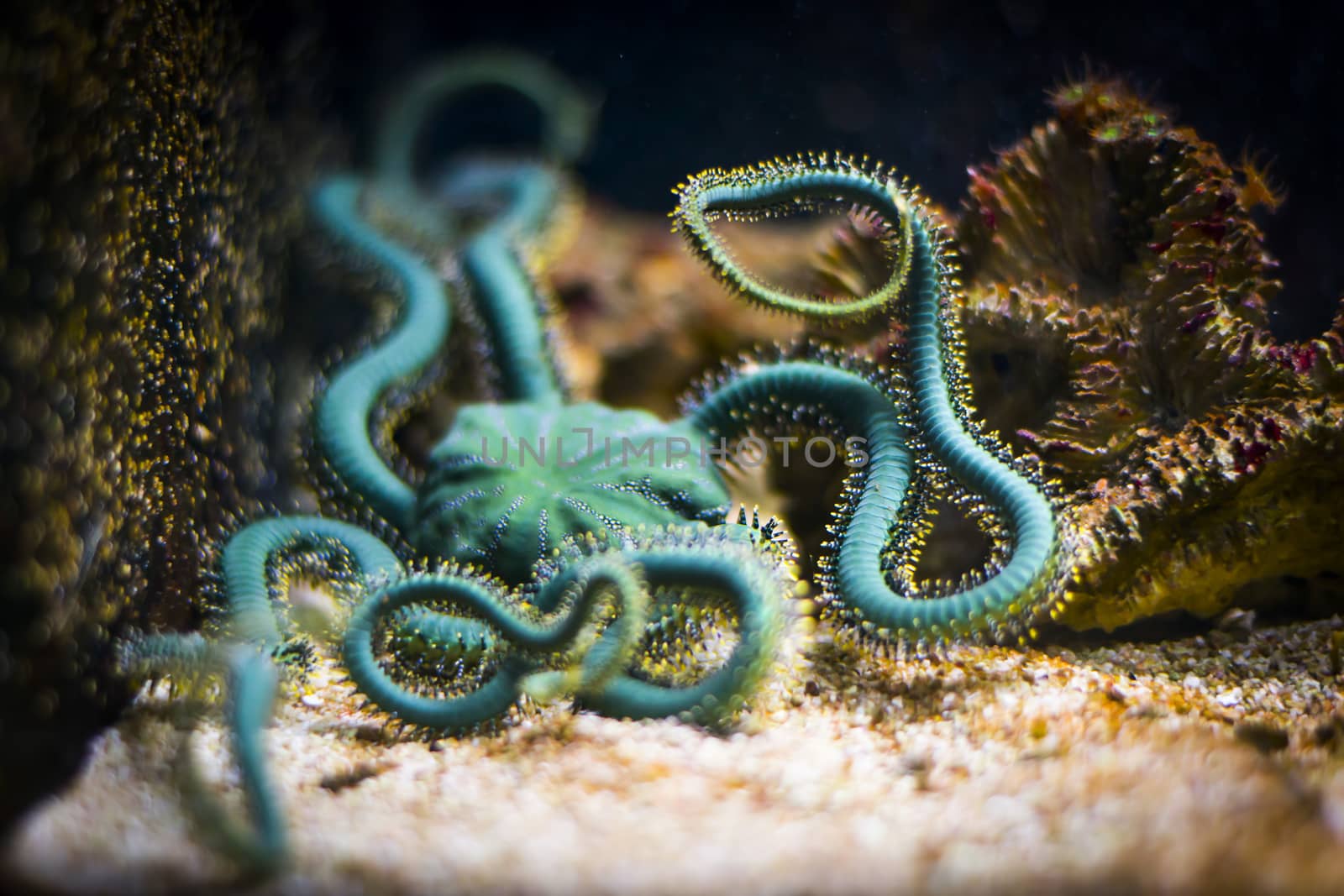 Brittle star in aquarium (Ophiuroidea)