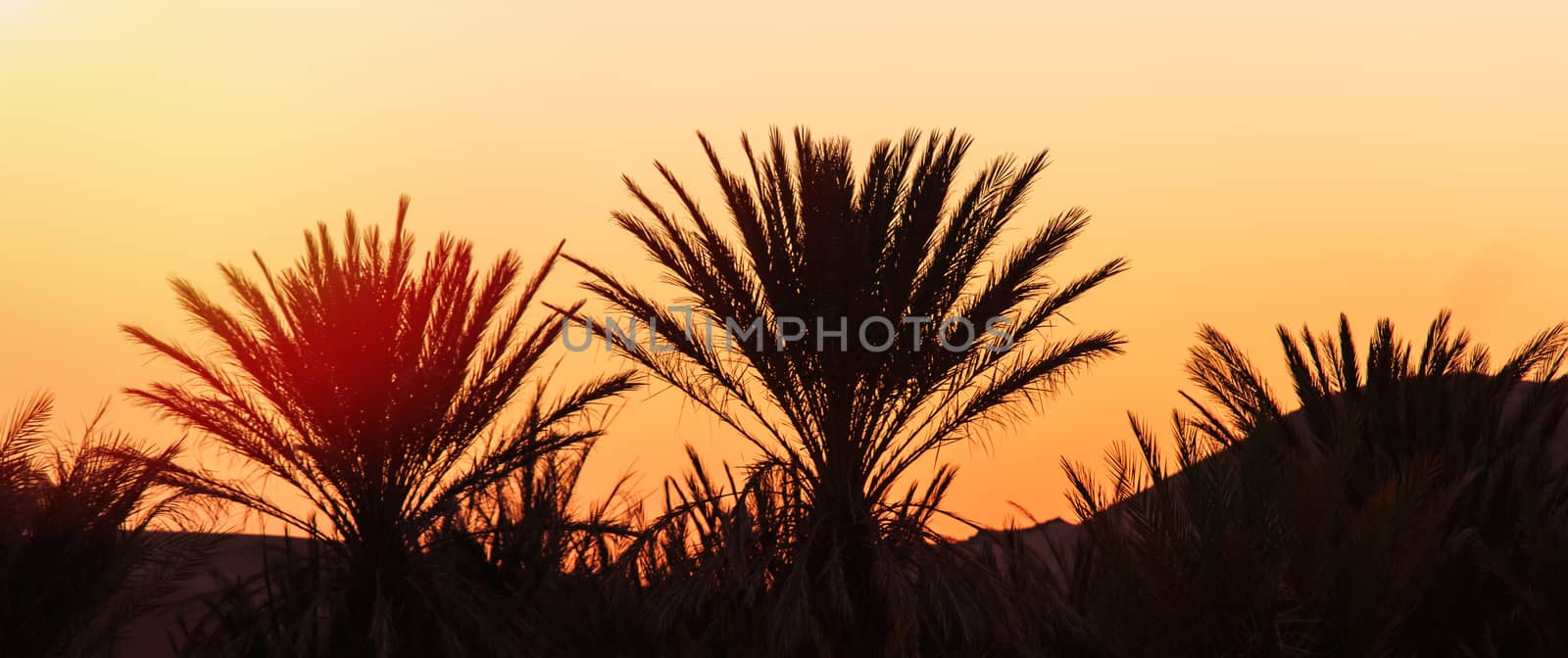 beautiful panoramic orange sunset between palm trees in morocco