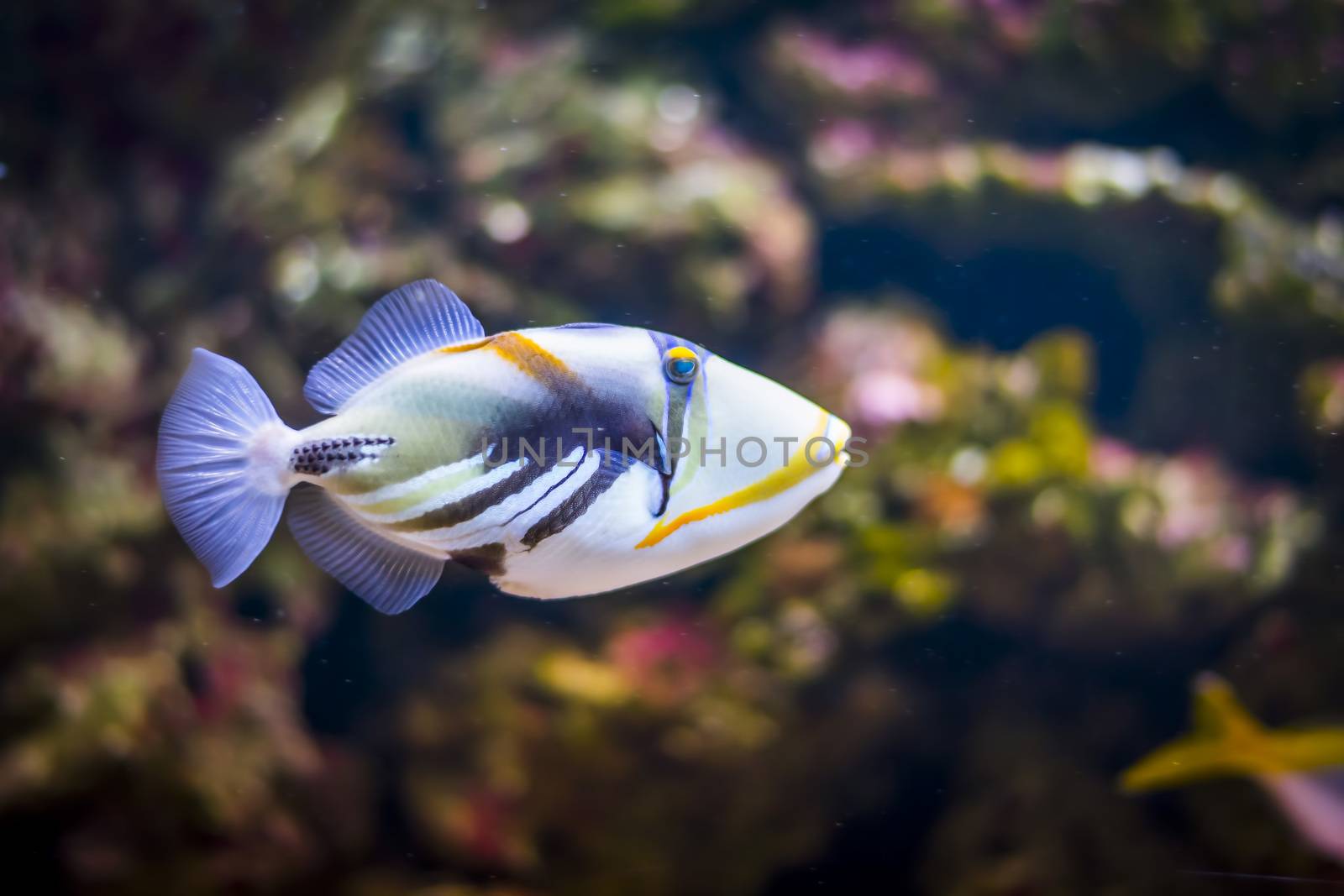 Tropical triggerfish in aquarium (Balistidae)