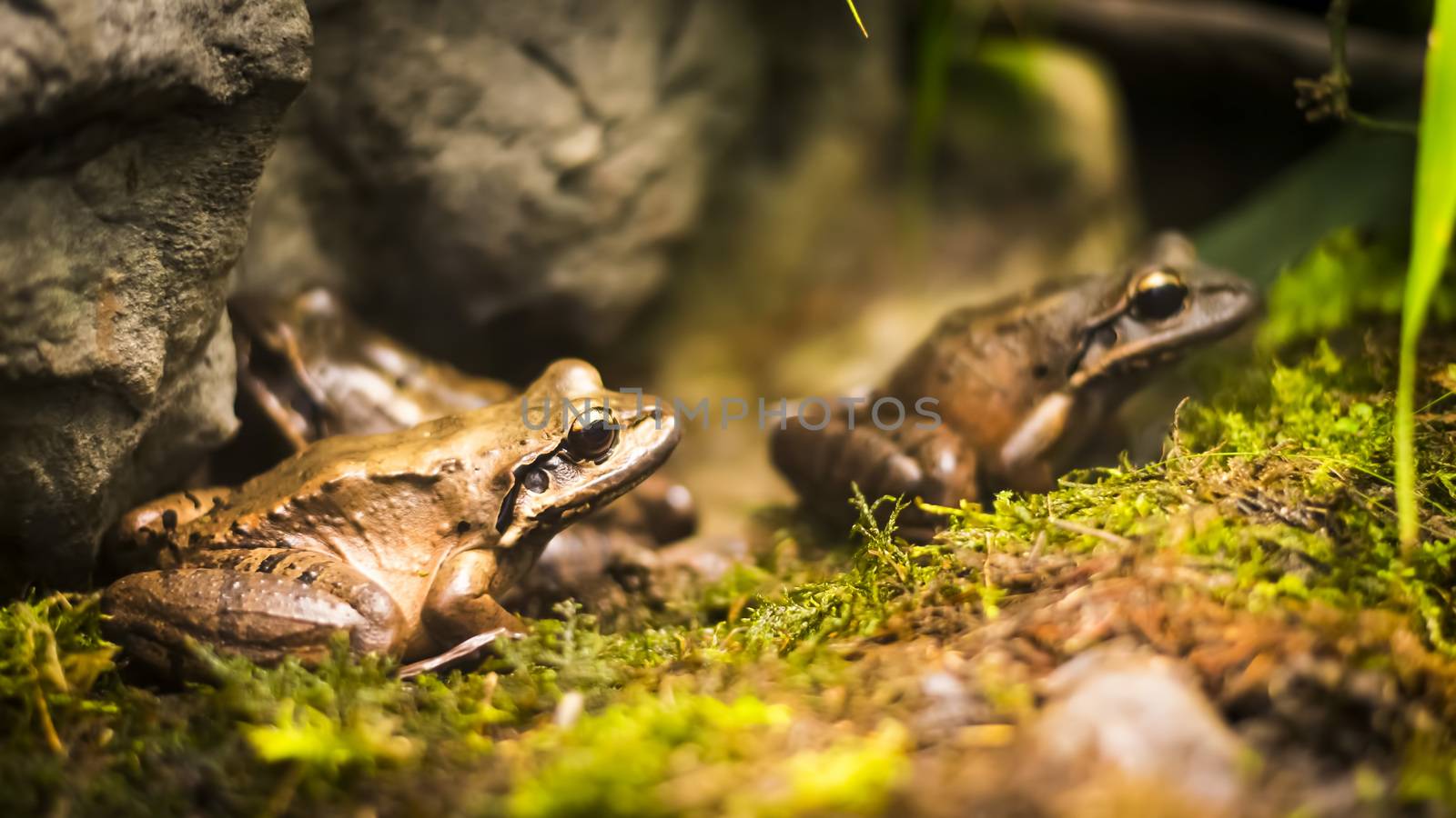 Frogs in tropical forest - shallow DOF