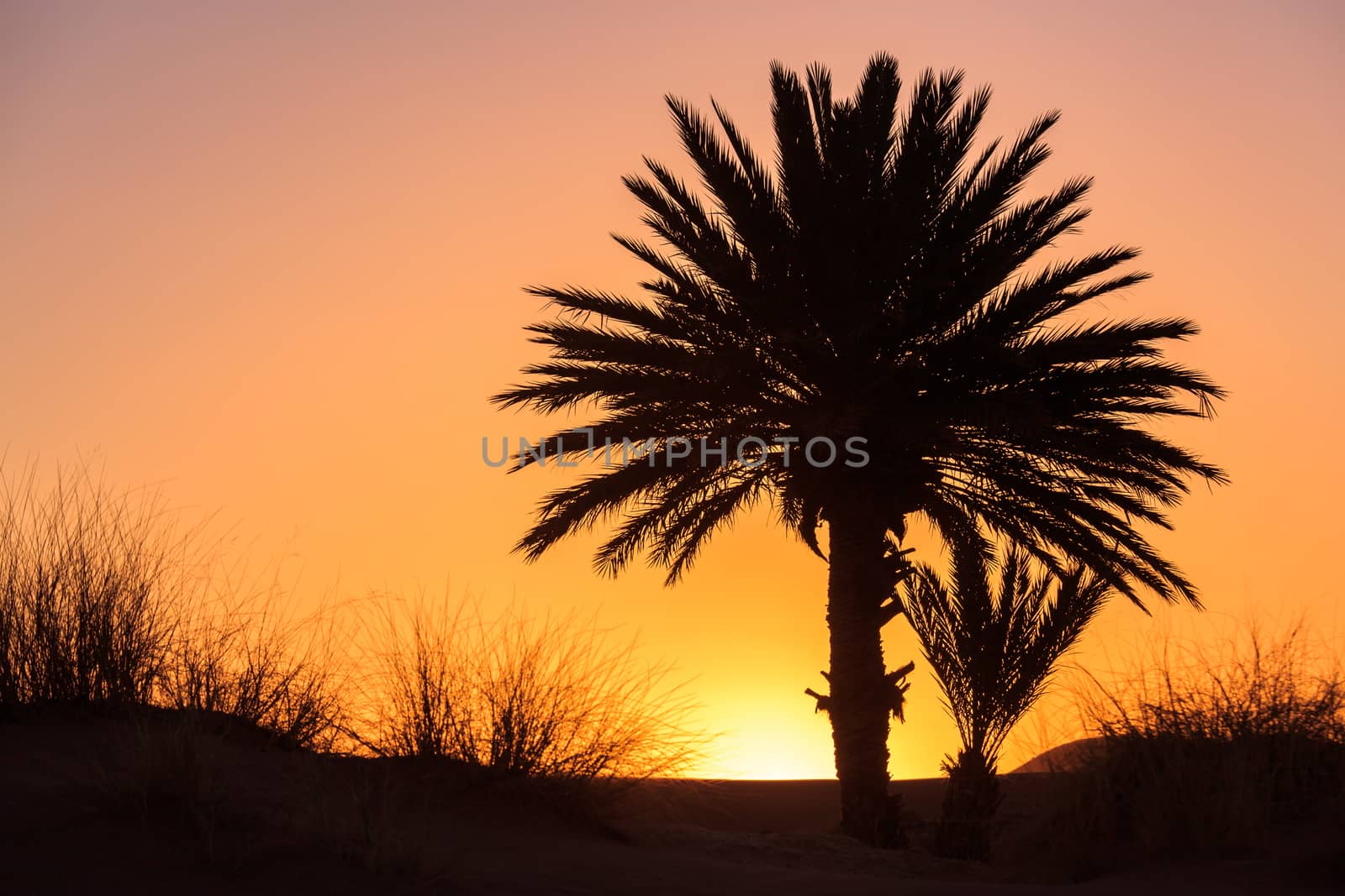 beautiful orange sunset between palm trees in morocco