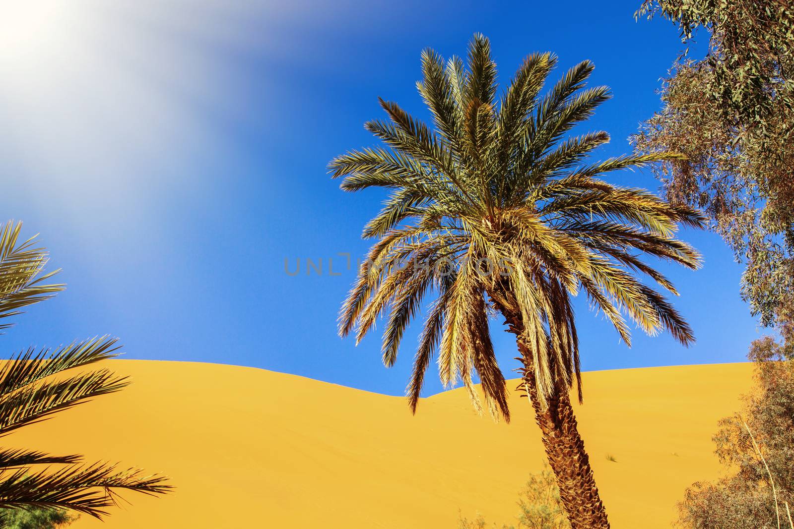 Beautiful Moroccan Mountain landscape in desert with oasis
