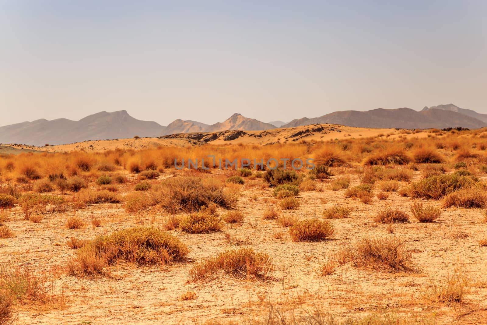 Beautiful Moroccan Mountain landscape with dry shrubs in foreground