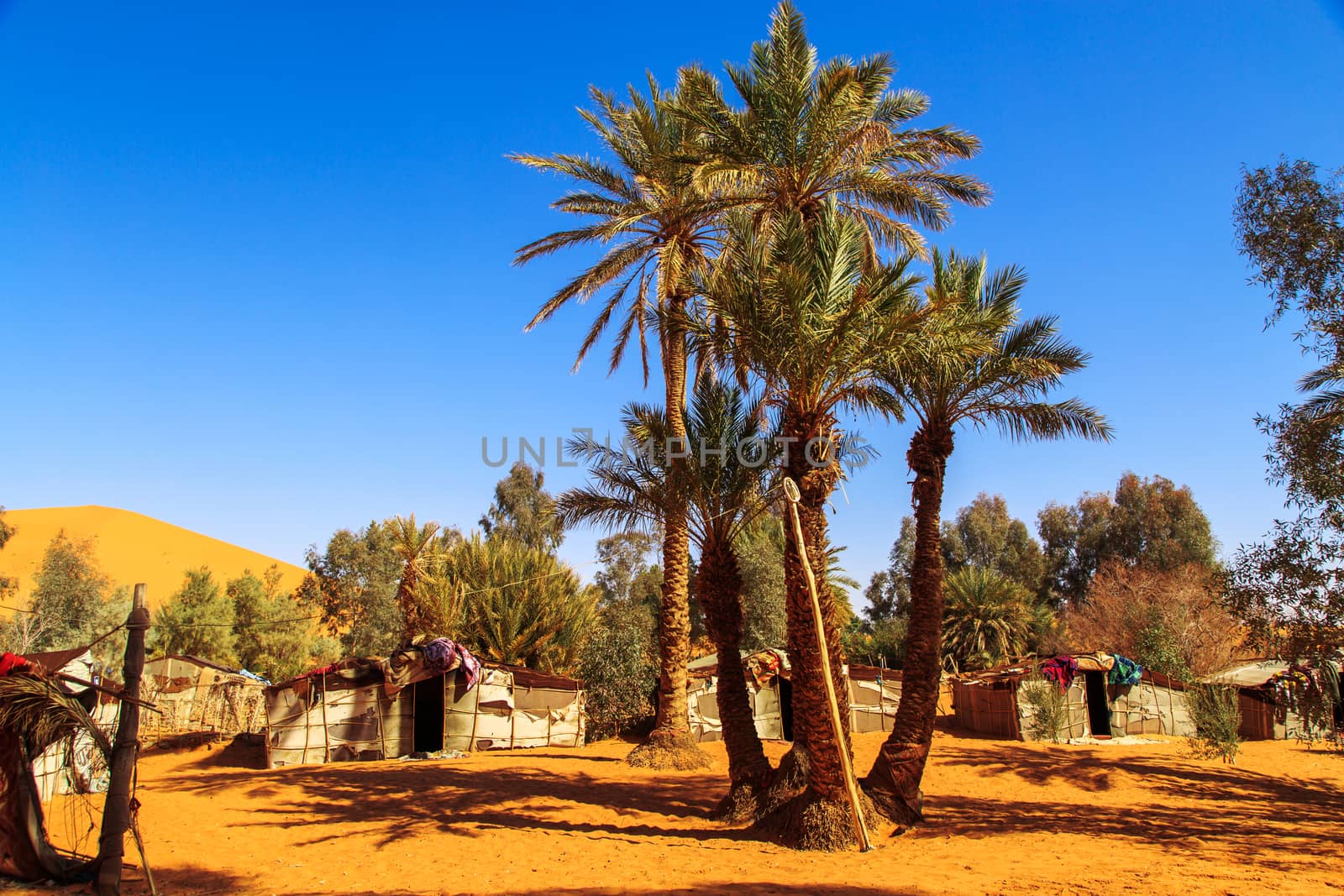 Sand dunes and oasis in the Sahara Desert, Merzouga, Morocco