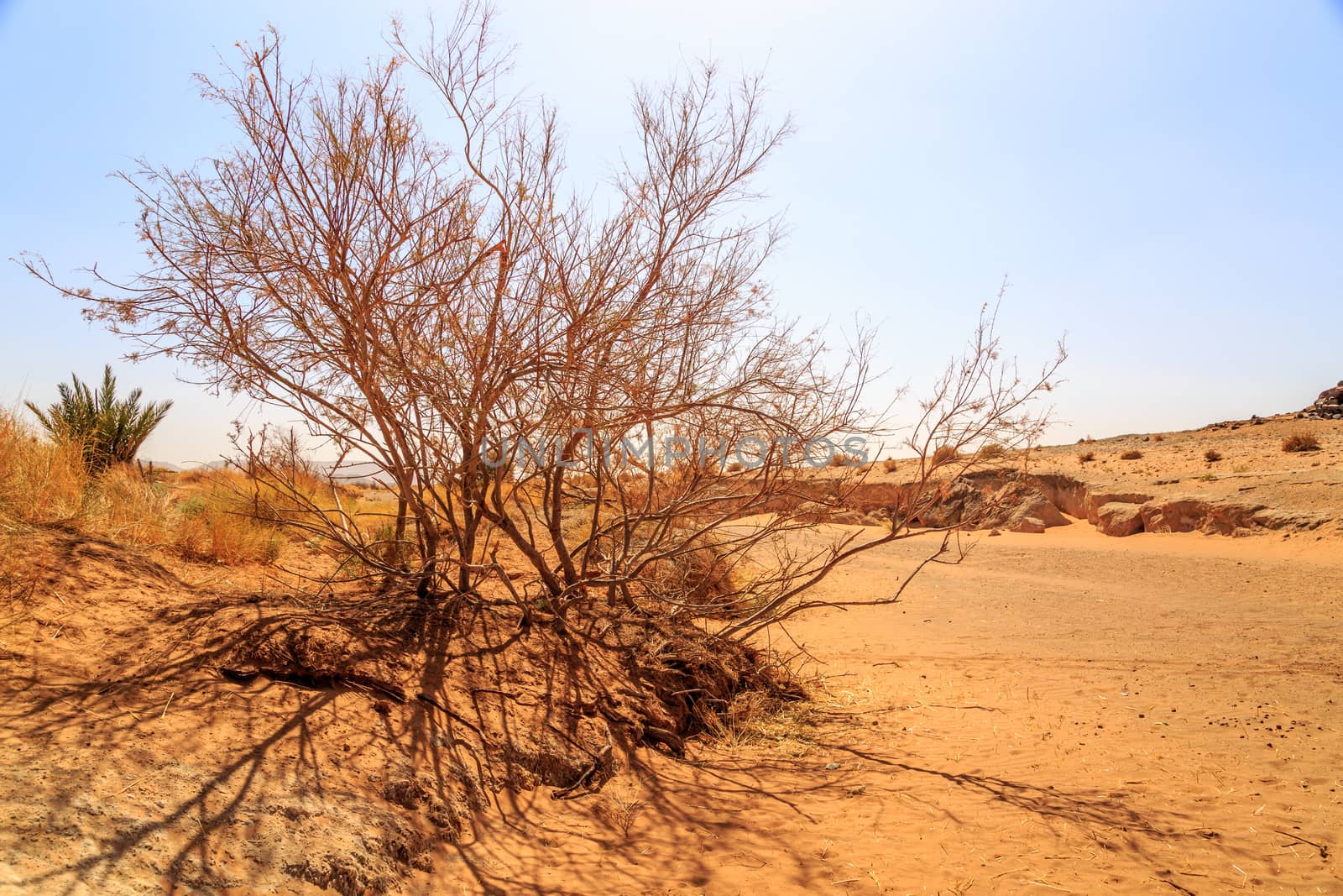 Beautiful Moroccan Mountain landscape with dry shrubs in foreground