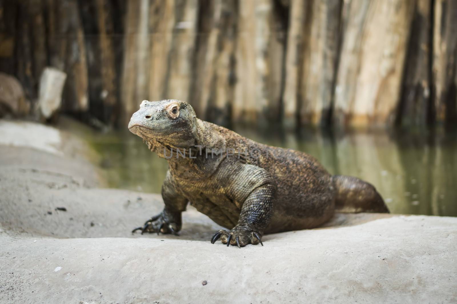 Monitor lizard Varanus komodoensis near a pond