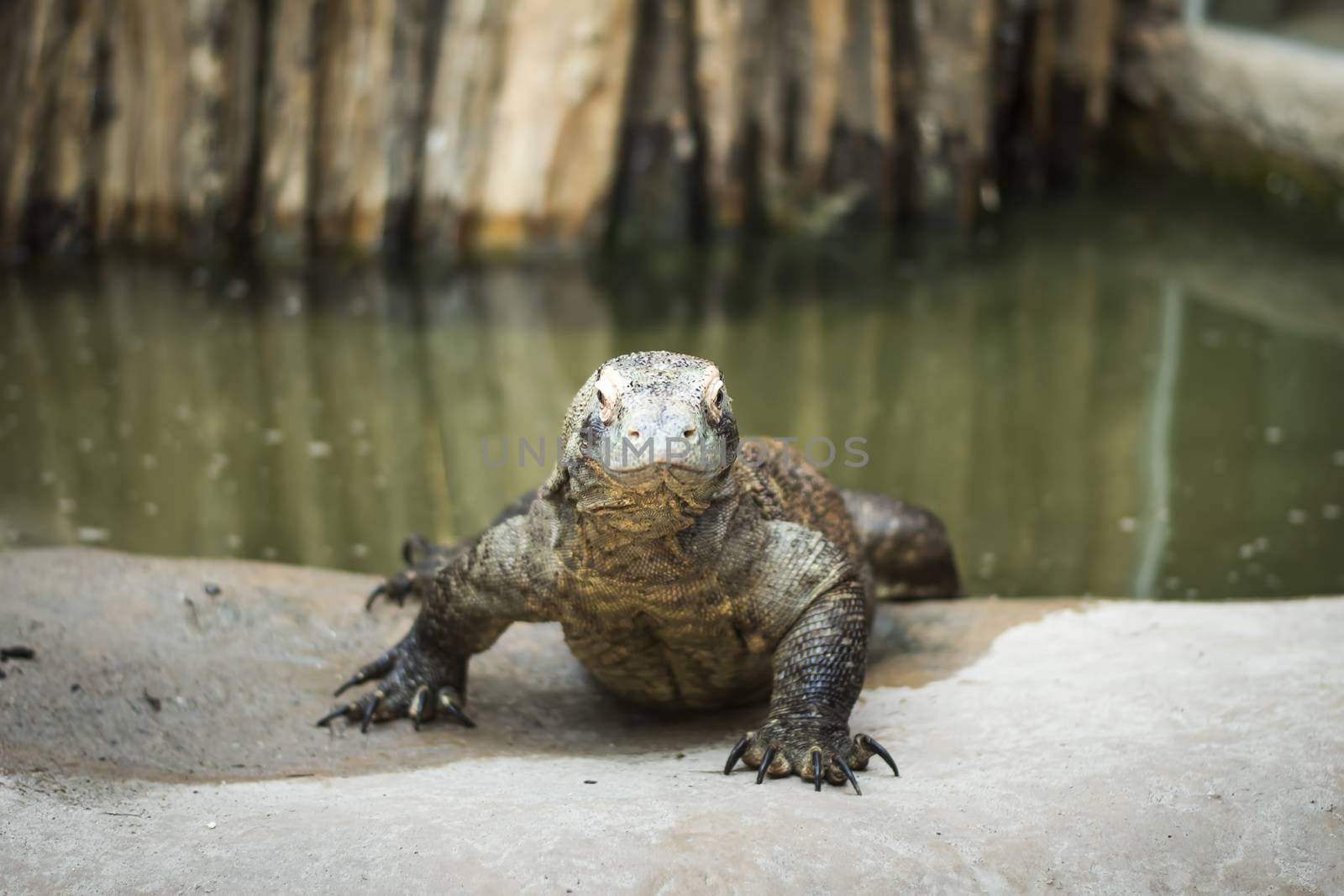 Monitor lizard Varanus komodoensis by furzyk73