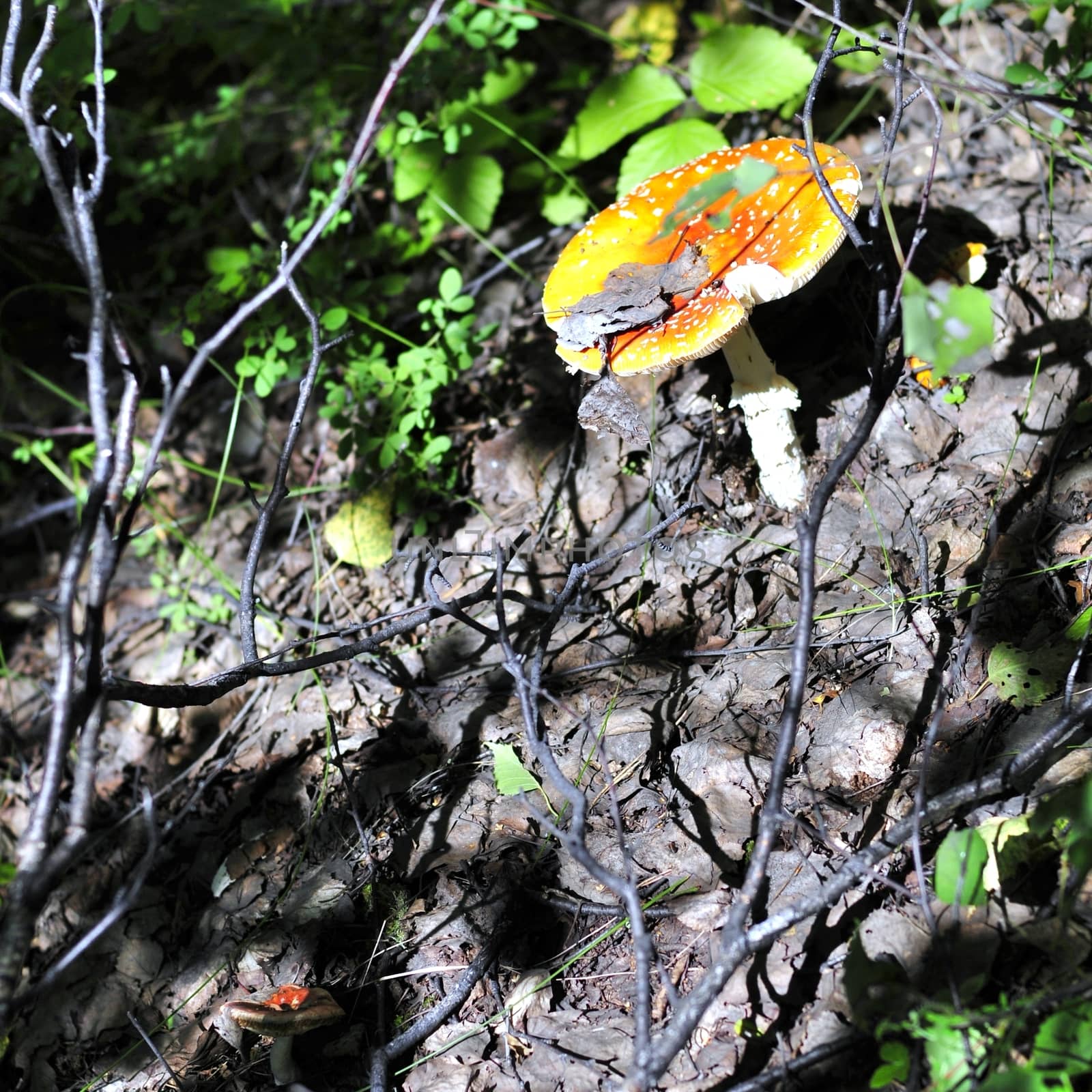 The spotted red fly agaric in autumn forest. Mushroom on a glade in autumn mushroom forest. Mushroom with red cap or head