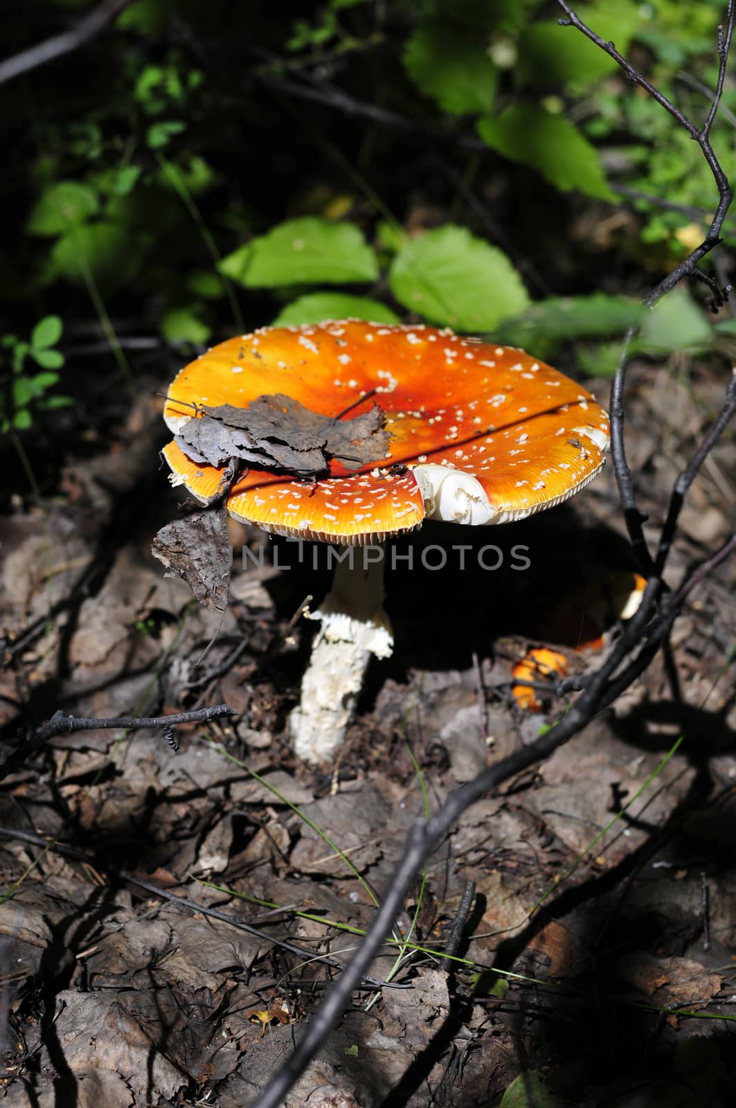 beautiful spotted red mushroom in a forest glade by valerypetr