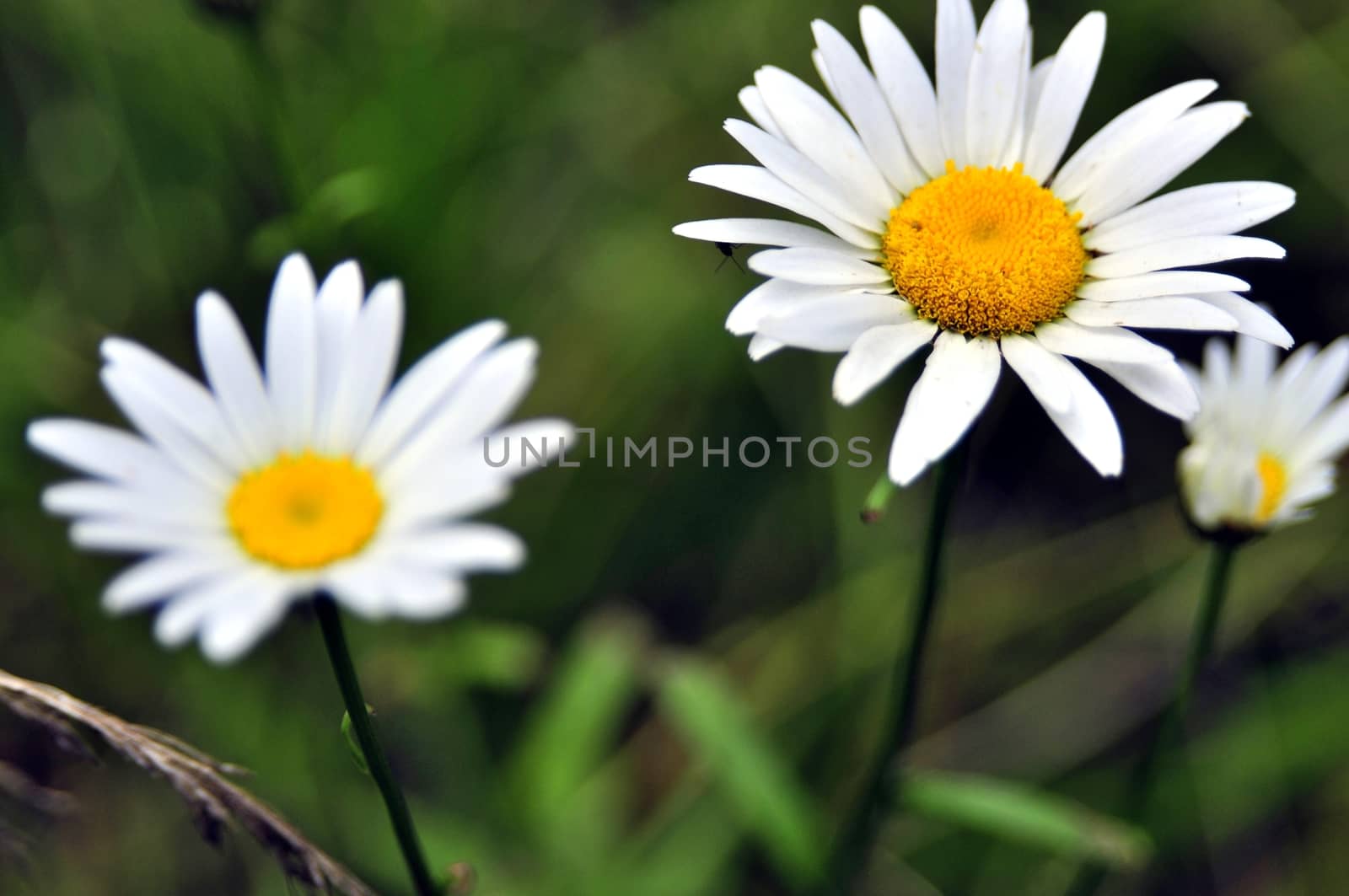 beautiful white flower in the forest among the green grass