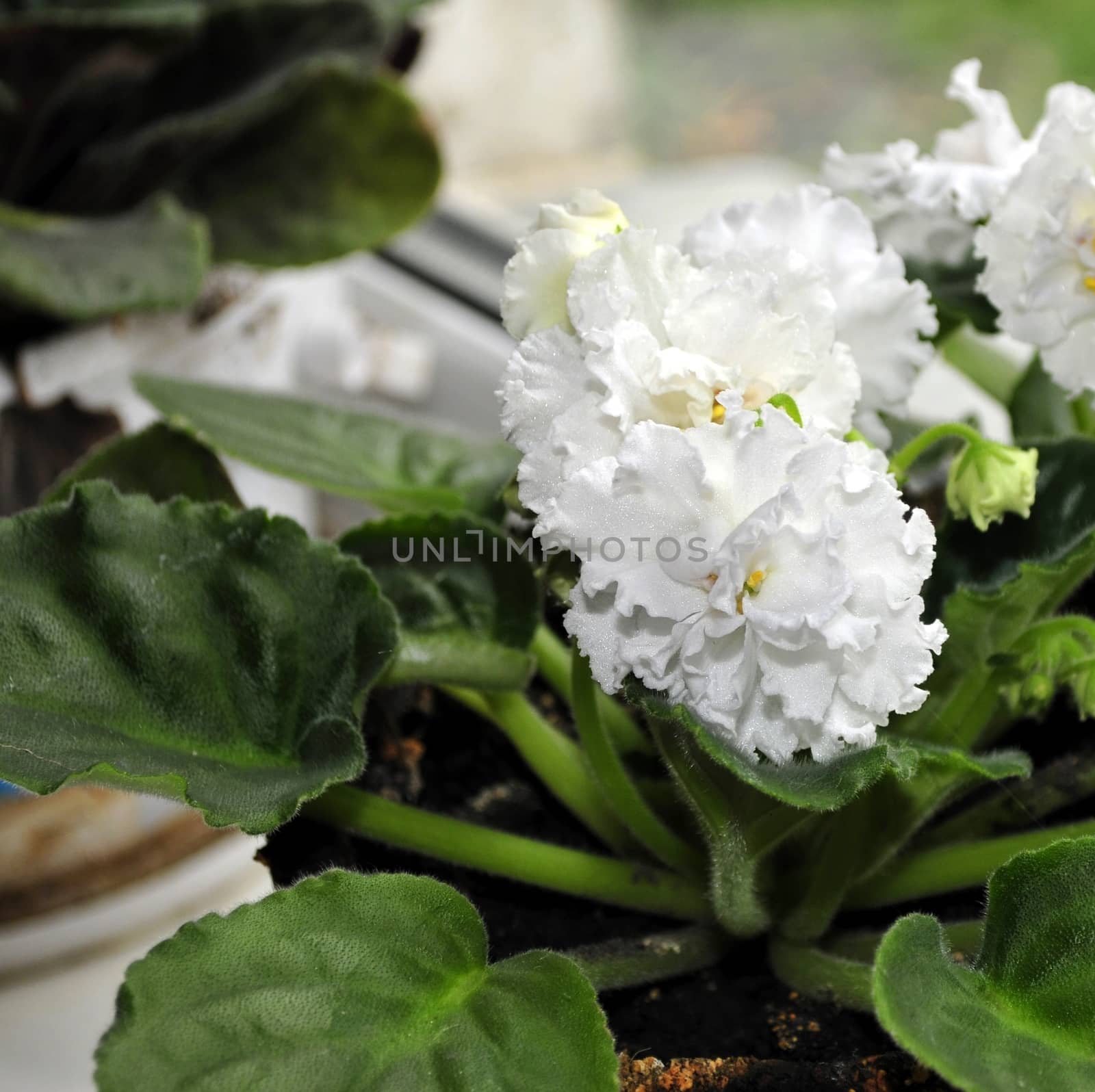 Beautifully blooming white violets on the window. Macro.