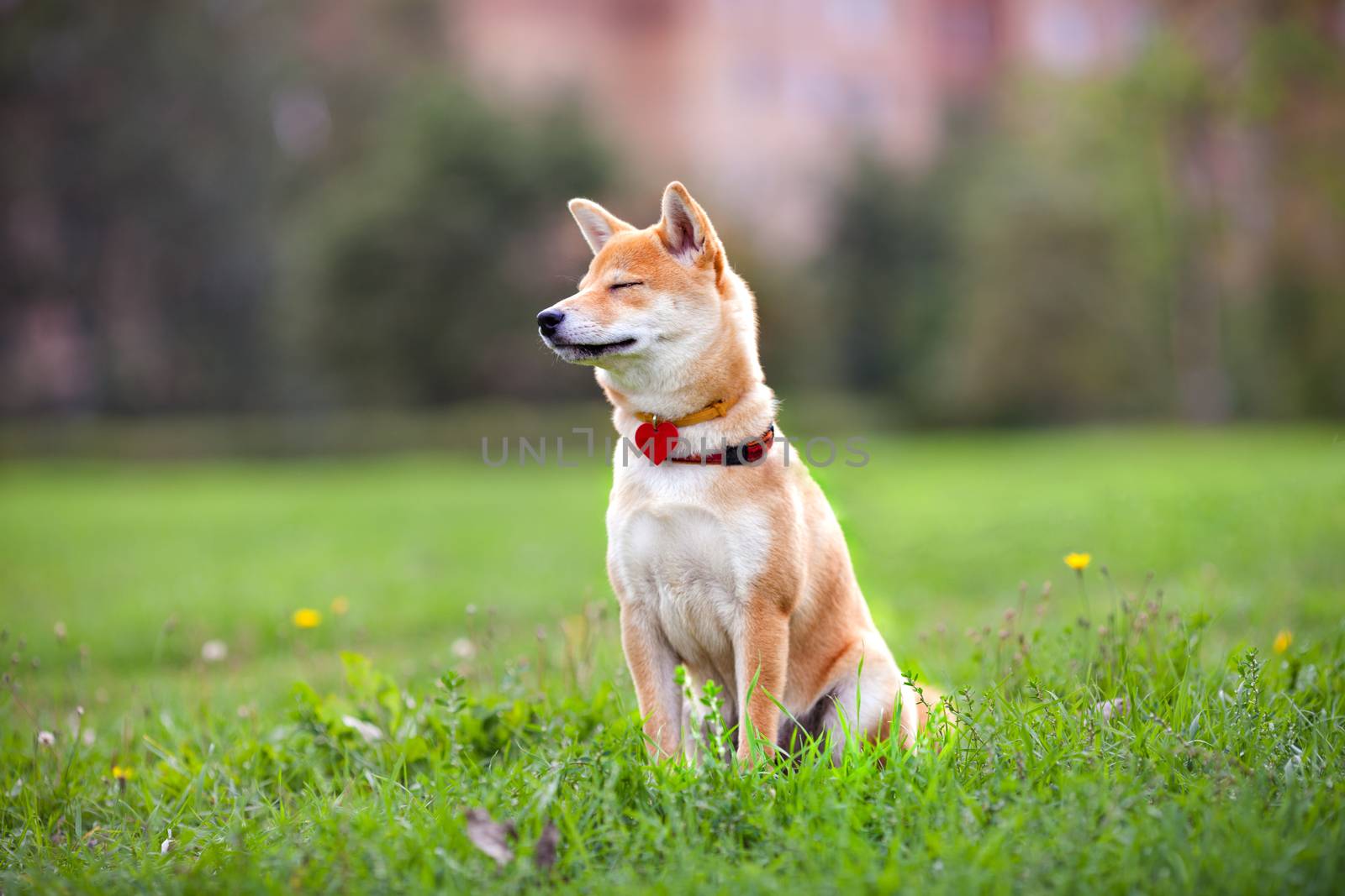 A young shiba inu sits in the park by supercat67