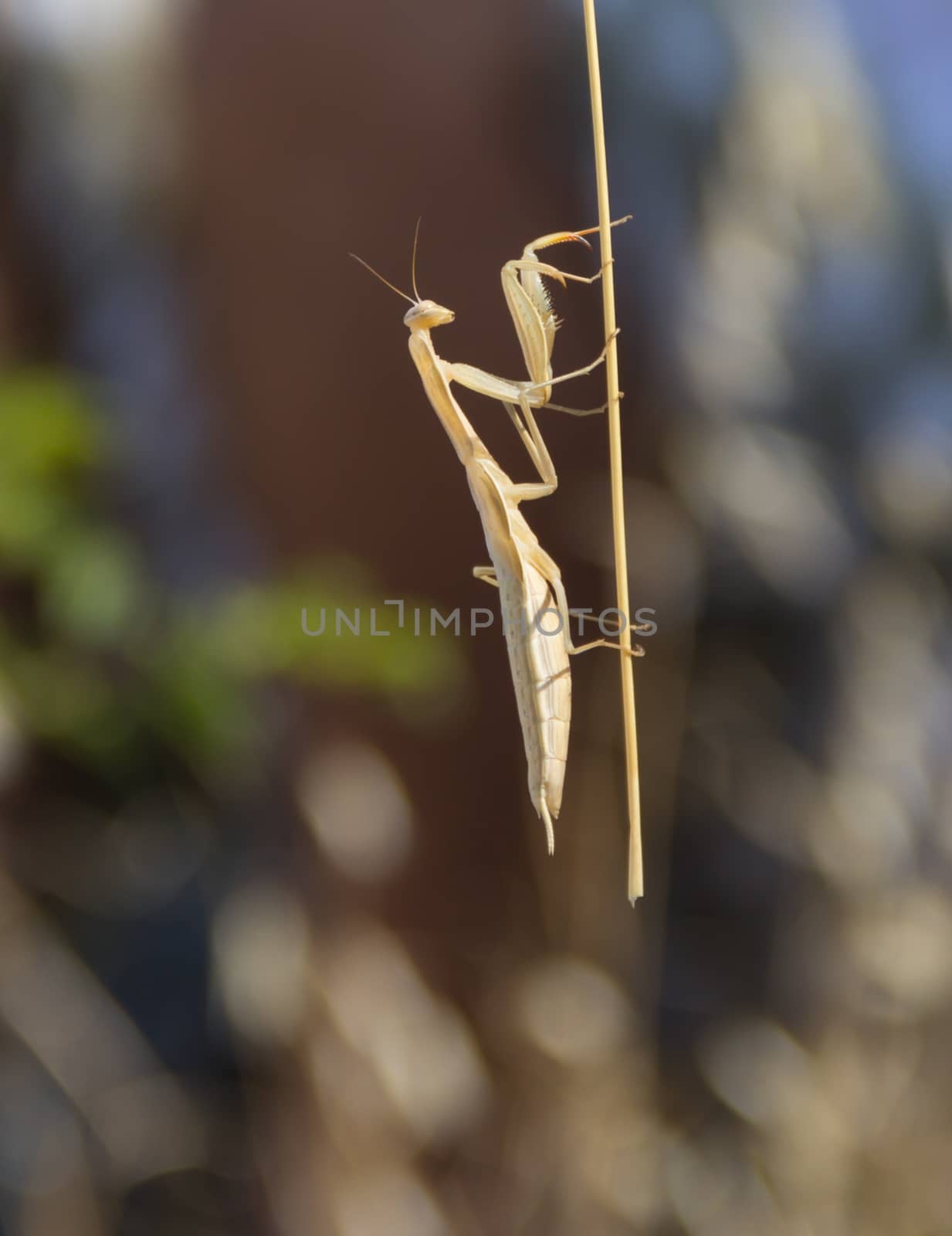 Mantis on branch creeping up in the summer under the sun