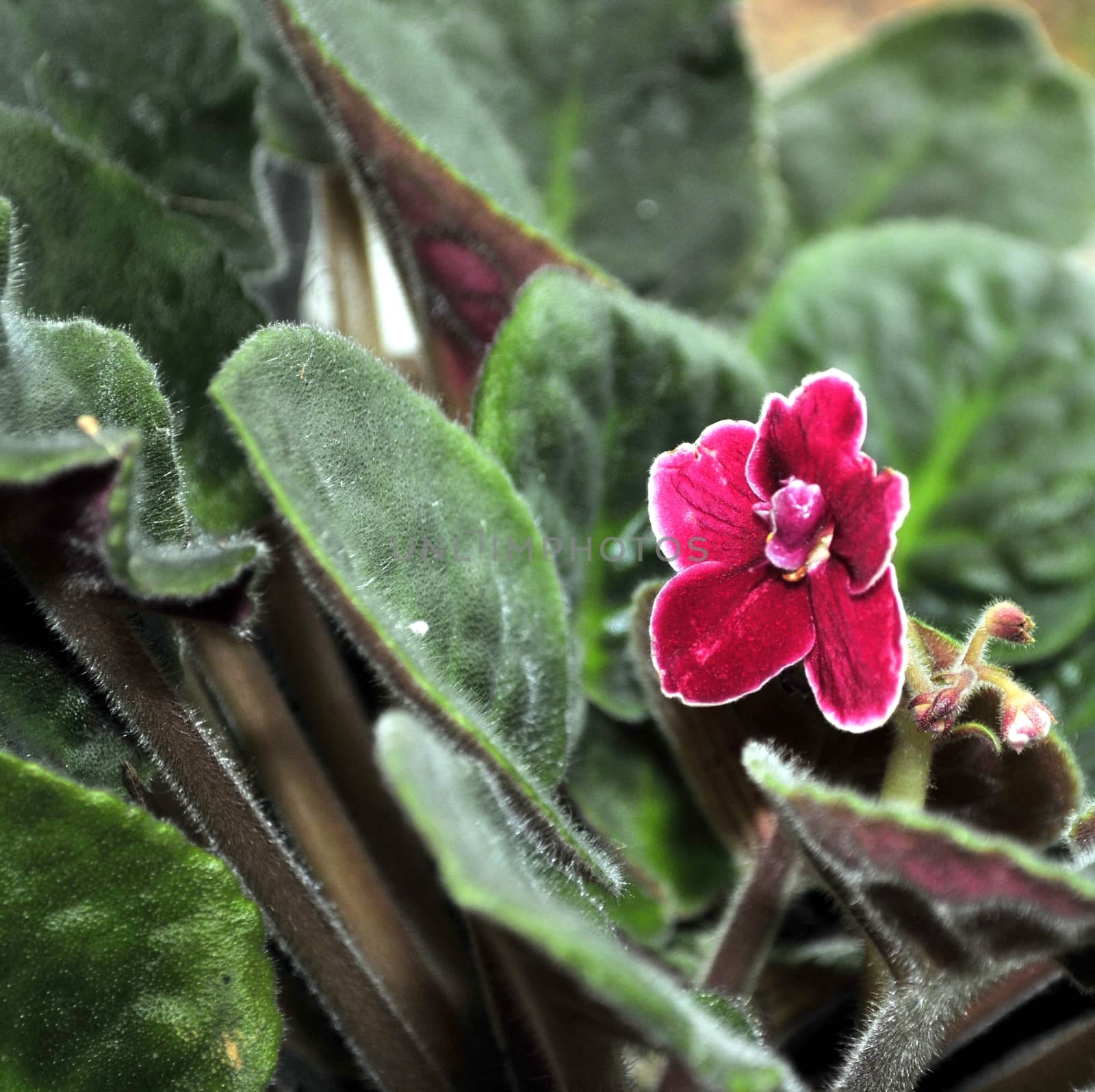 Beautifully blooming red violets on the window. Macro.