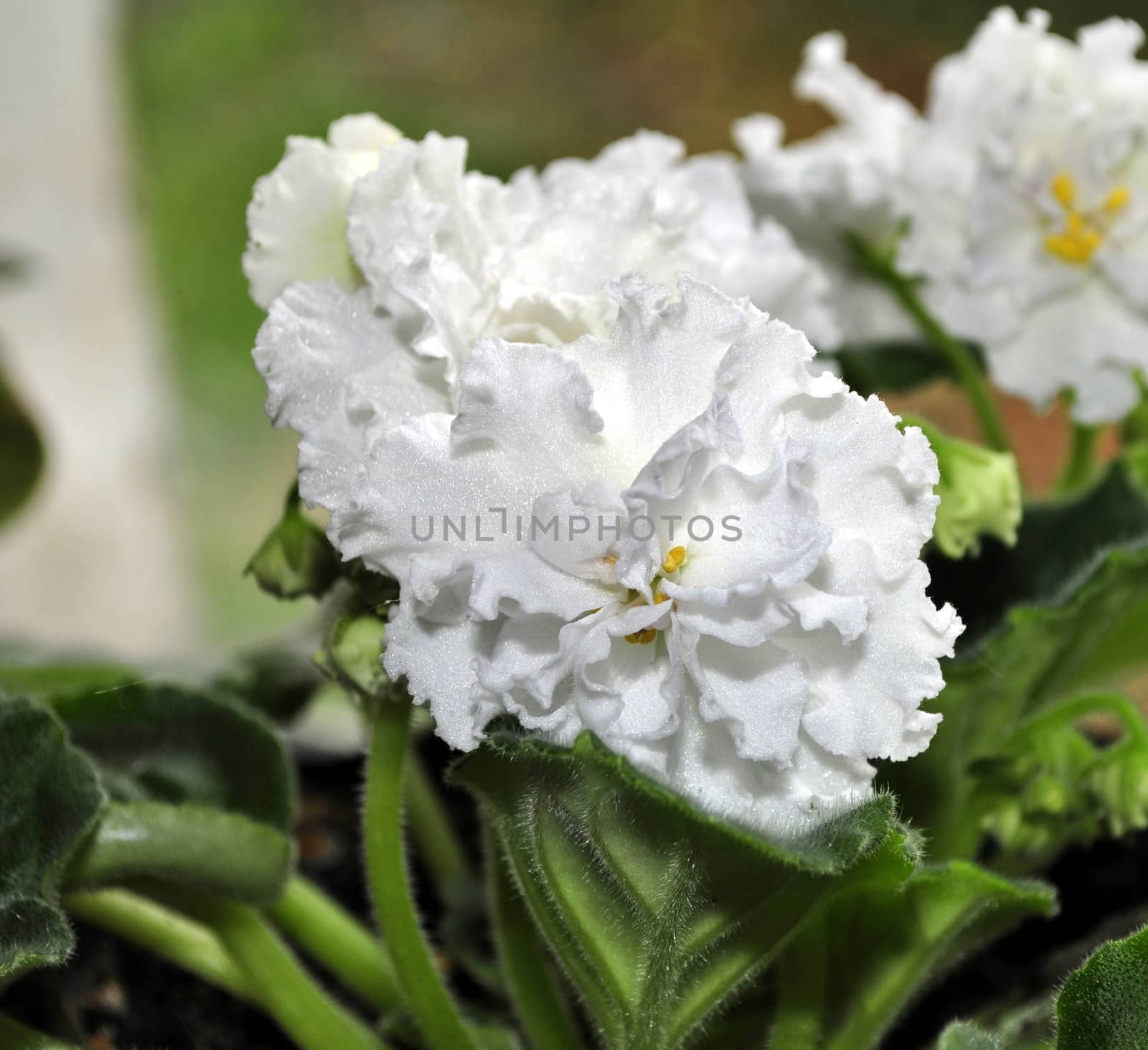 Beautifully blooming white violets on the window. Macro.