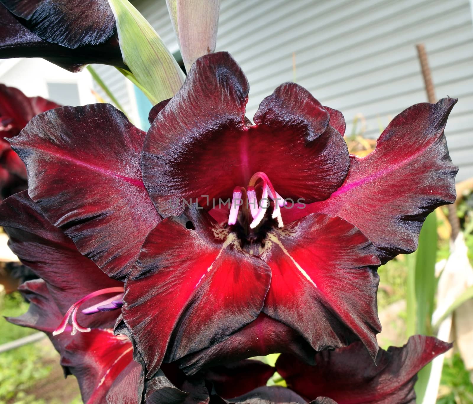 beautiful Bright red flowers gladiolus closeup in the garden. Flower in big close up. Narrow depth of field.
