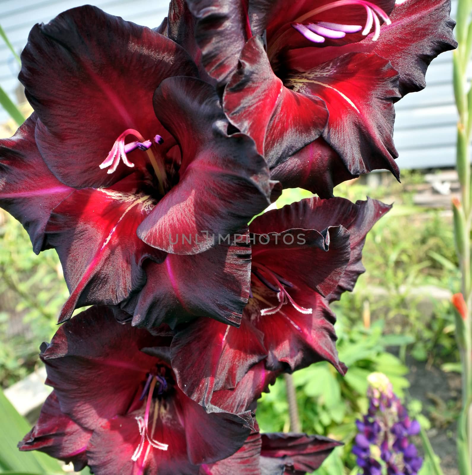 beautiful Bright red flowers gladiolus closeup in the garden
