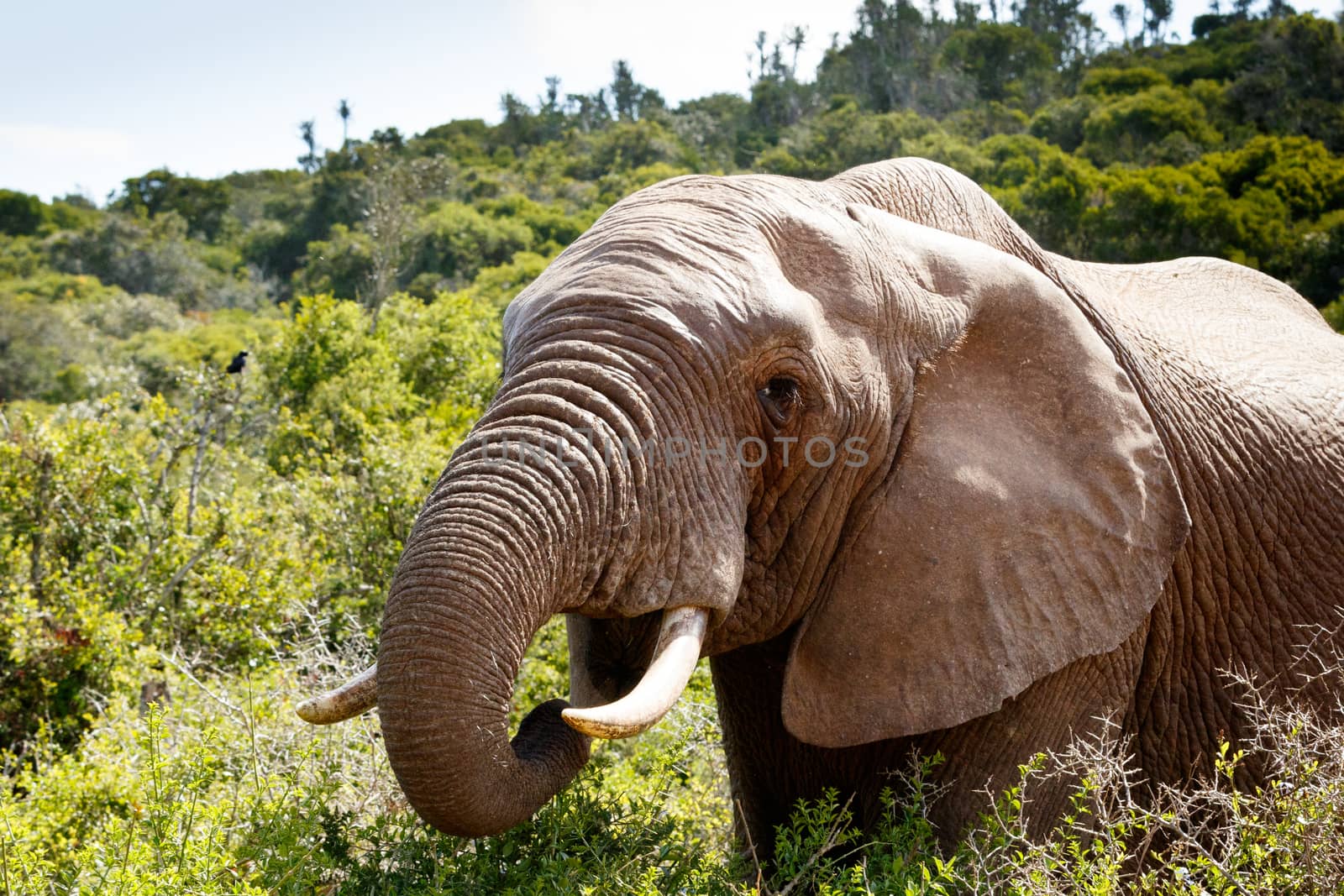 African Bush Elephant's mouth wide open to eat a leaf