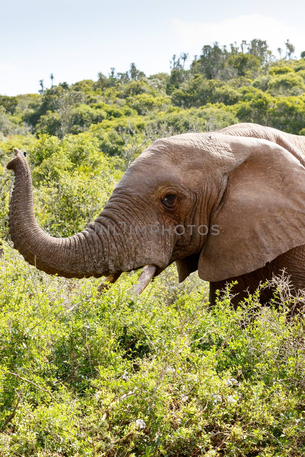 Elephant peeking between all the bushes by markdescande