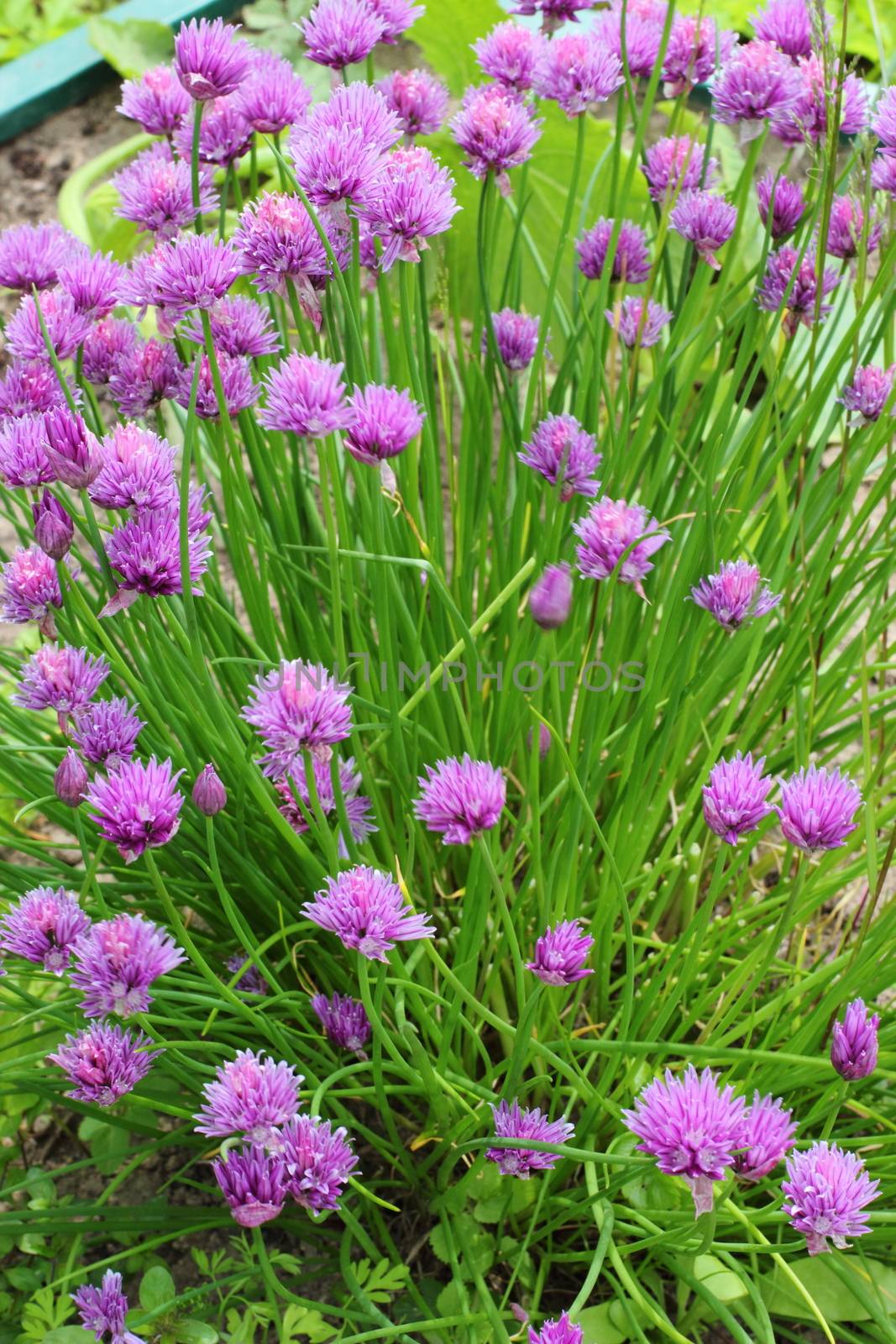 blooming lilac bow in the garden. Useful and beautiful