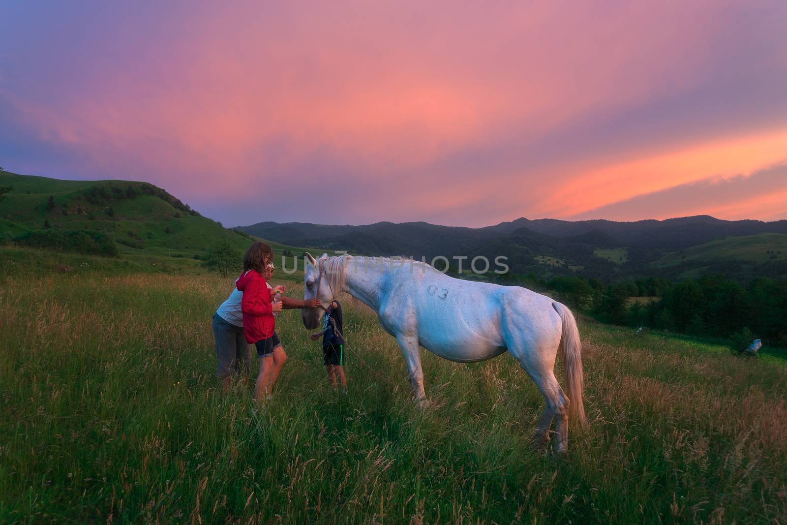 Friendly Carpathian Horse by adonis_abril