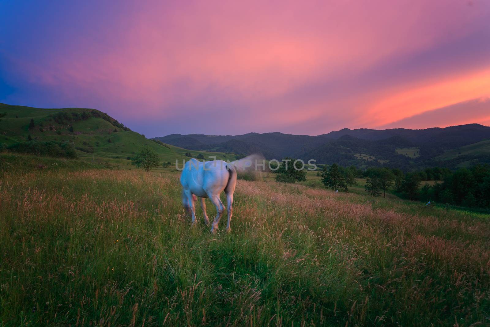 Horse in the Carpathian Mountains by adonis_abril