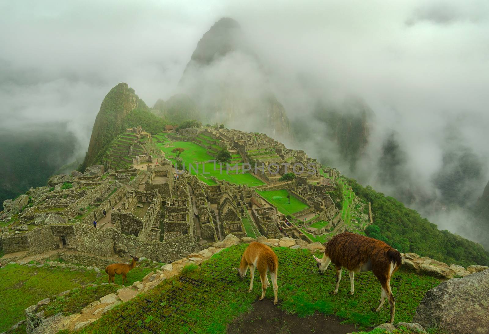 Llamas sometimes get in the way of the photo ops in Machu Picchu.
