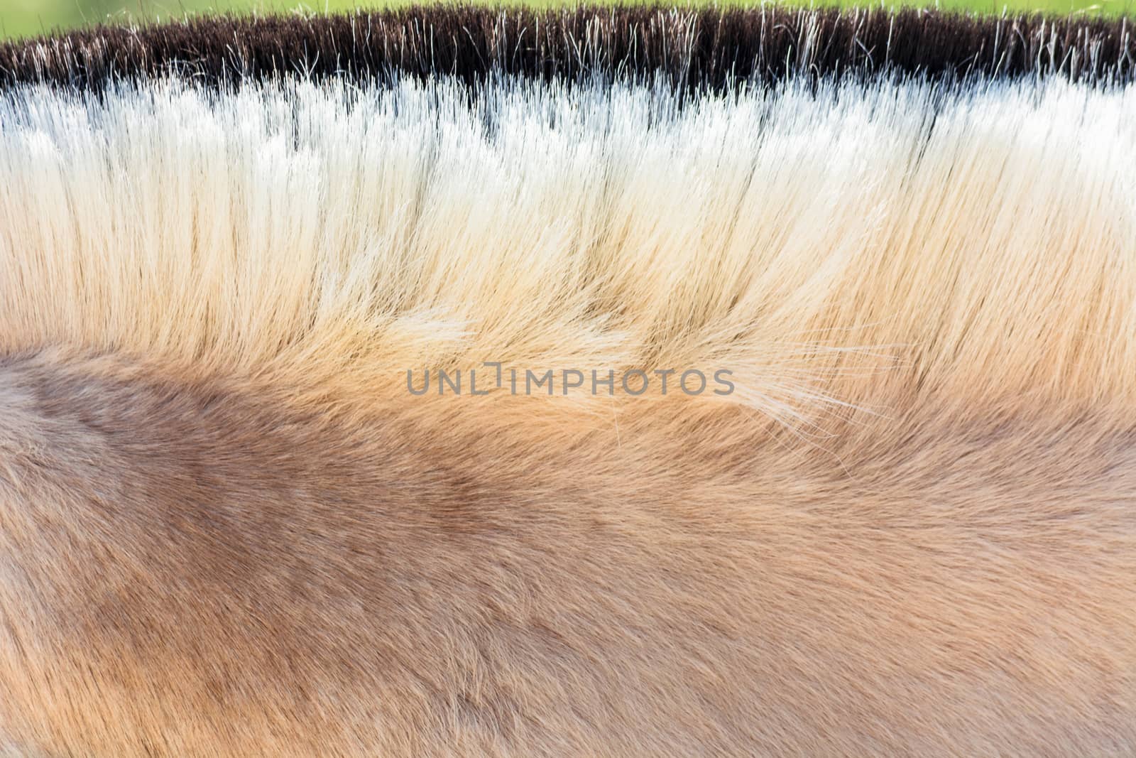 Detail, Beautiful mane of a small horse, pony.