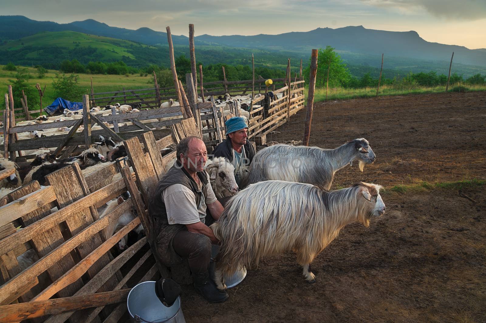 Maramures, Romania - June 22, 2016: Visitors pet a horse in the Carpathian Mountains during Sunset. Shepherds often allow visits to their camp with  small tourist fee. by adonis_abril