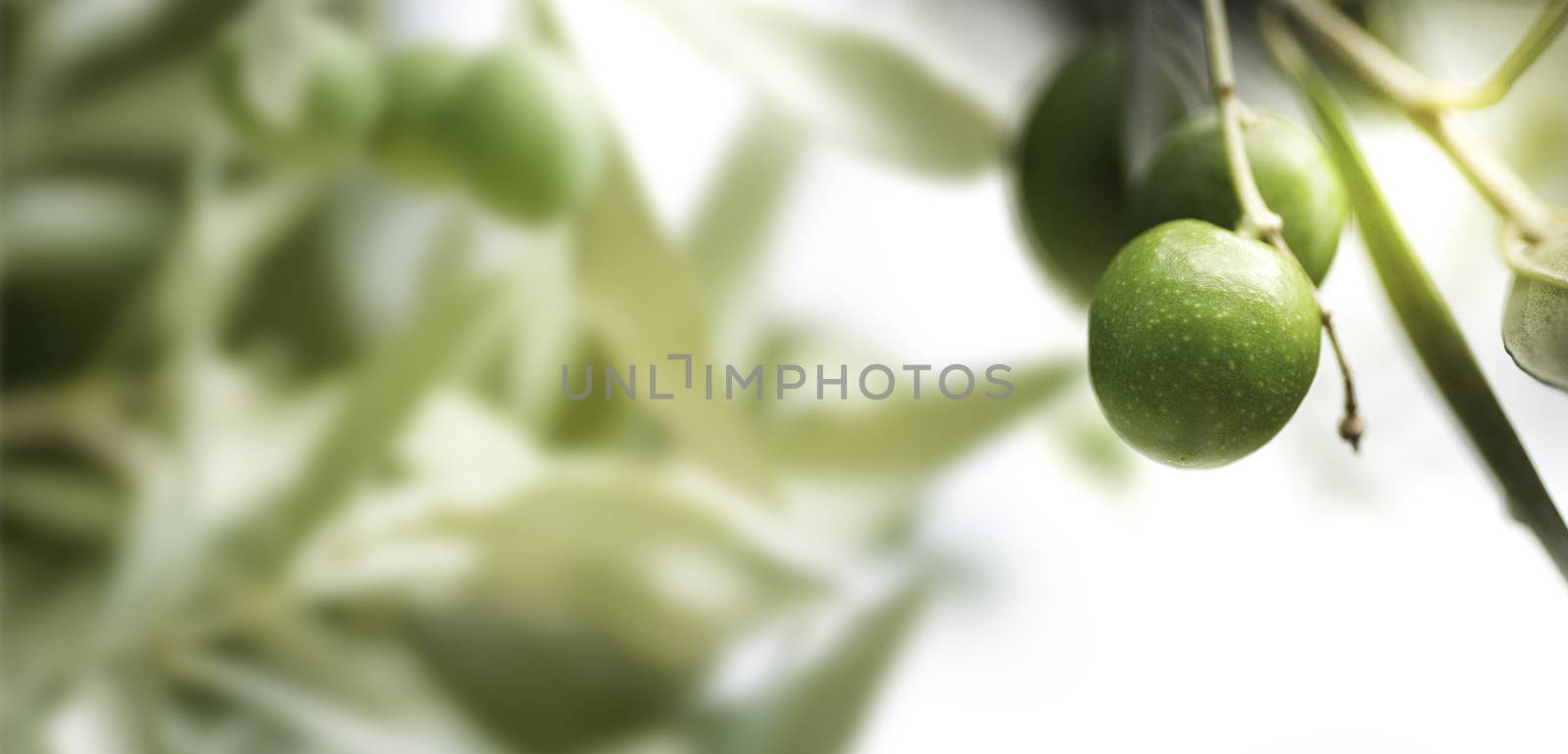 Horizontal image of an olive tree branch, with blurry leaves on the left. 
