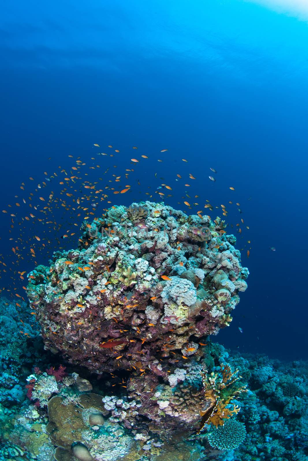coral life diving Sudan Soudan Red Sea safari by desant7474