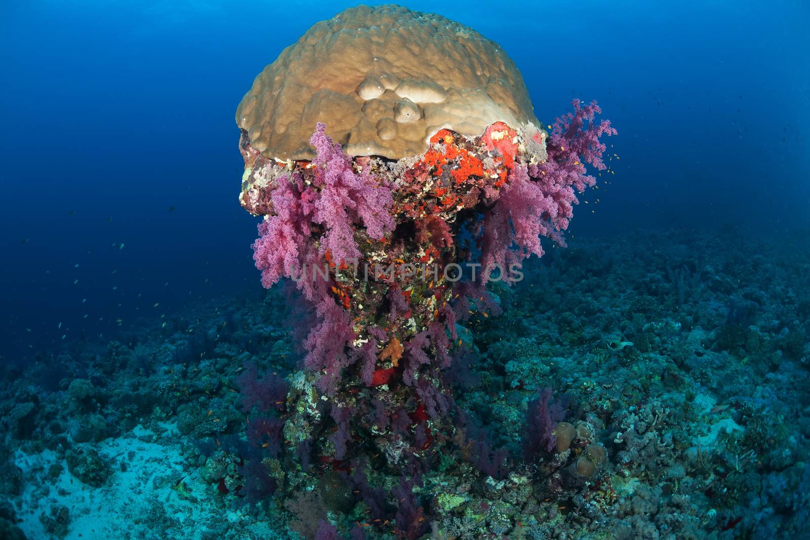 coral life diving Sudan Soudan Red Sea safari