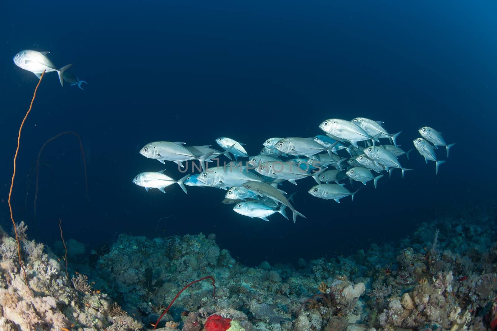 coral life diving Sudan Soudan Red Sea safari