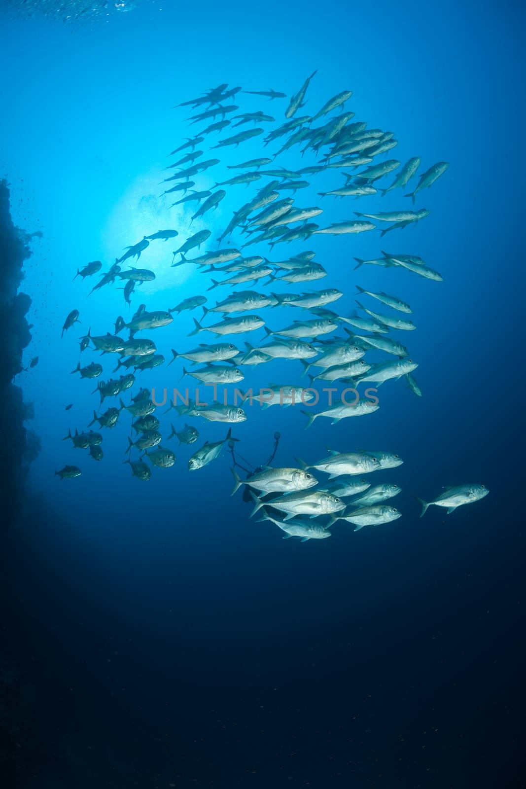 coral life diving Sudan Soudan Red Sea safari