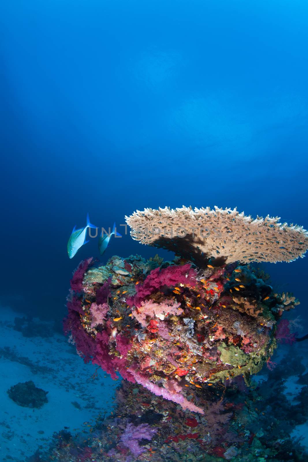 coral life diving Sudan Soudan Red Sea safari