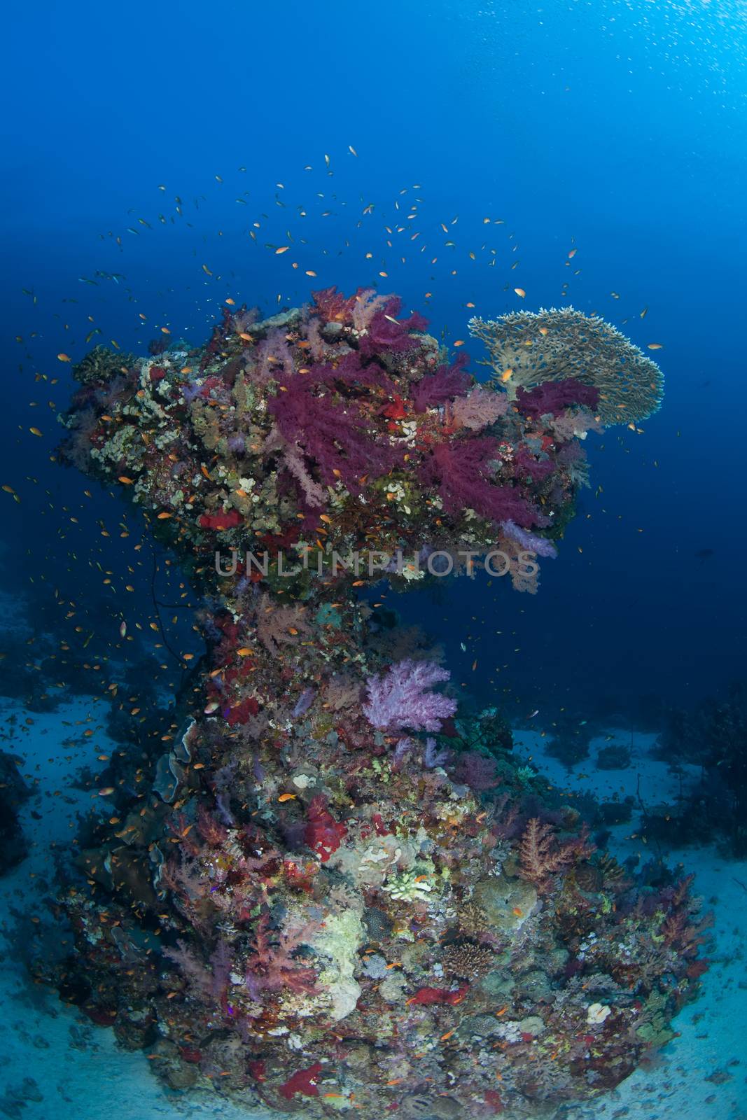 coral life diving Sudan Soudan Red Sea safari