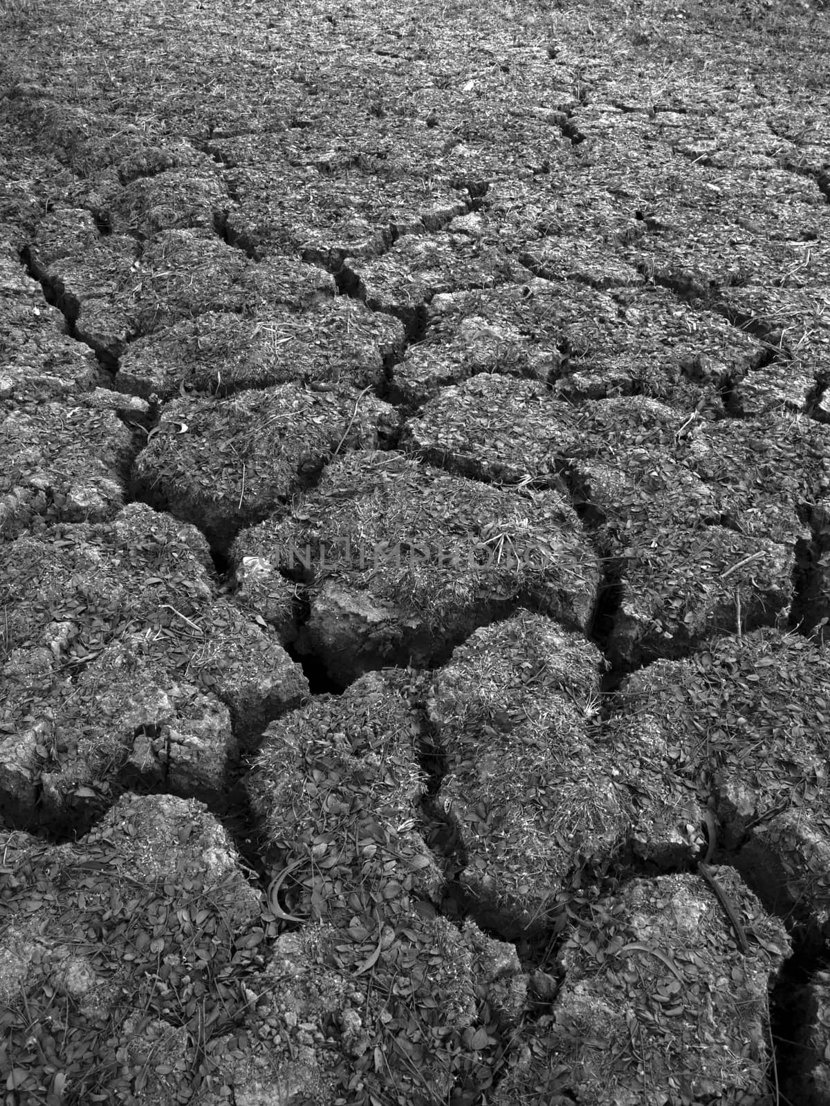 BLACK AND WHITE PHOTO OF CRACKED EARTH