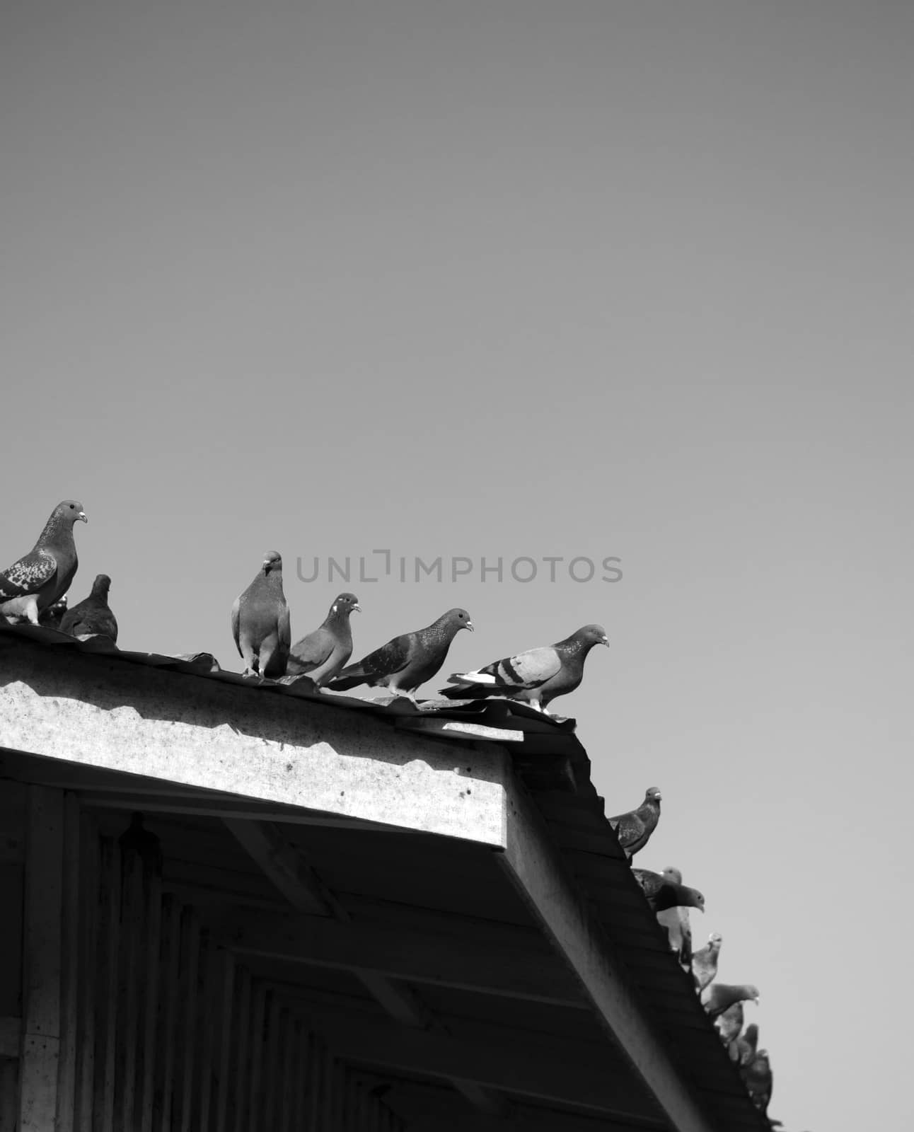 BLACK AND WHITE PHOTO OF PIGEONS ON THE ROOF