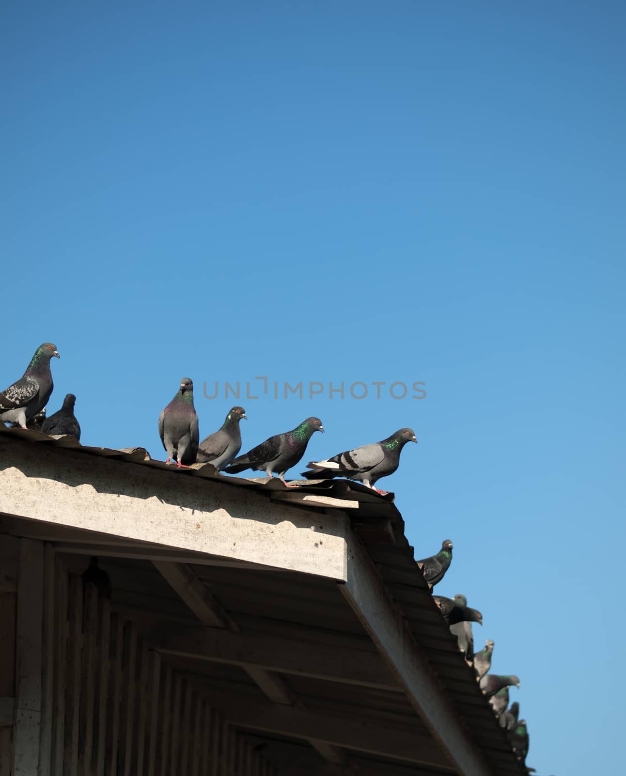 COLOR PHOTO OF PIGEONS ON THE ROOF